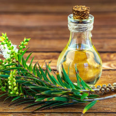 {"type":"root","children":[{"type":"paragraph","children":[{"type":"text","value":"Tea Tree Oil ","bold":true}]}]}